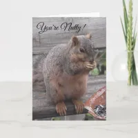 You're Nutty and I Like It | Funny Squirrel Pic Card