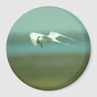 Magnet - Tern in flight