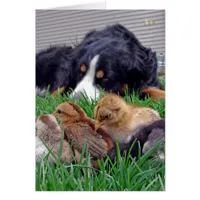 On the Job Bernese Mountain Dog Gaurds Baby Chicks