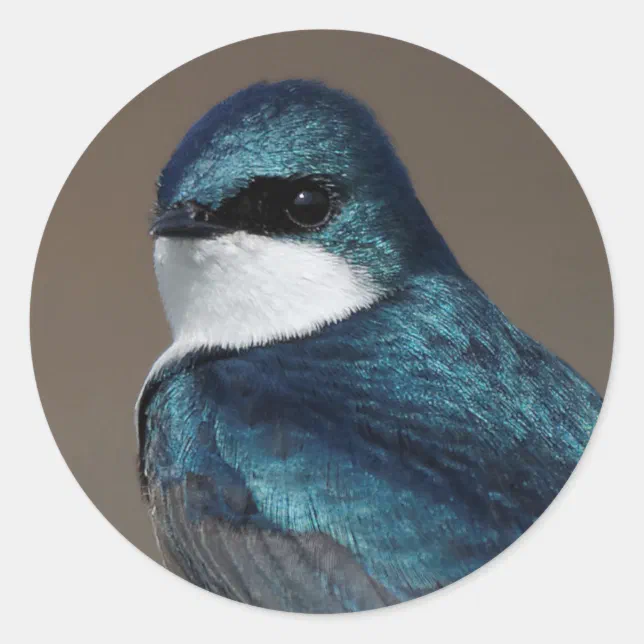 Handsome Tree Swallow Songbird on a Wire Classic Round Sticker