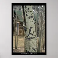 Colorado Aspen Trees Poster