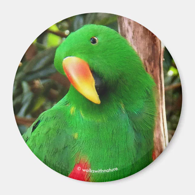 "The Green Orator" Eclectus Parrot Magnet