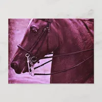 Tinted Saddlebred Postcard