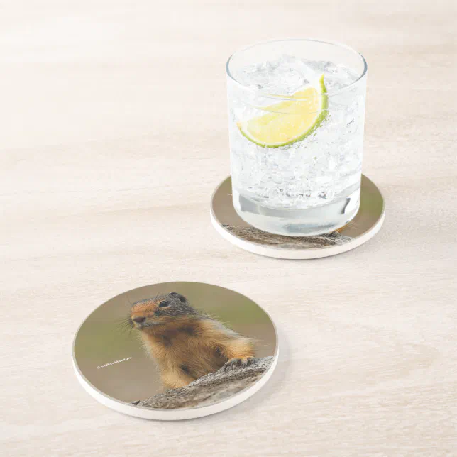 Funny Cute Saucy Columbian Ground Squirrel Coaster