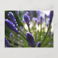 Agapanthus Raindrops Macro Postcard