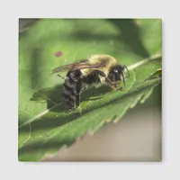 Fuzzy Bumble Bee on Large Green Leaf Magnet