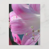 Pink Embrace Macro Flower Postcard