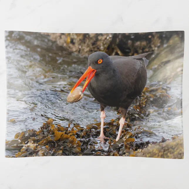 Stunning Black Oystercatcher Shorebird with Clam Trinket Tray