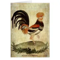 Fancy Rooster