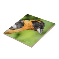 Closeup of a Handsome Black-Headed Grosbeak Tile