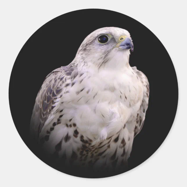 Vignetted Portrait of an Inquisitive Saker Falcon Classic Round Sticker