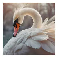 *~* White Swan SC1 Close Up Acrylic Print