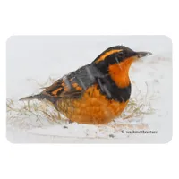 Beautiful Varied Thrush Songbird in the Snow Magnet