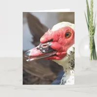 Muscovy Drake Card