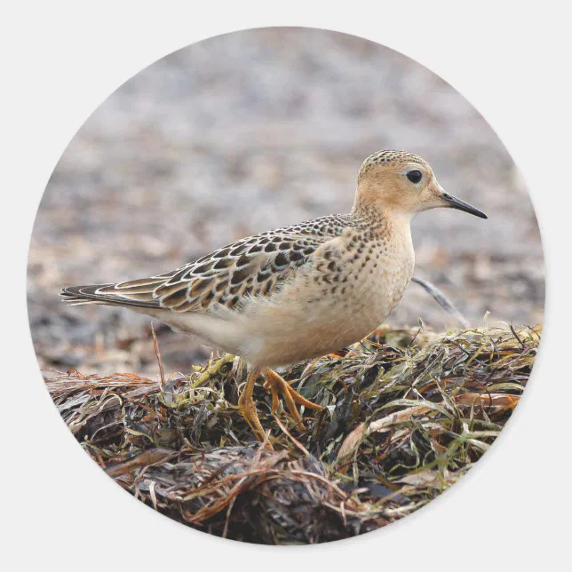 Profile of a Buff-Breasted Sandpiper at the Beach Classic Round Sticker