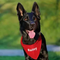 Custom Personalized Name Minimal Bright Red Pet Bandana Collar