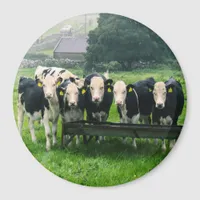 Smile please! Cute cows  Magnet