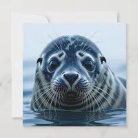 Cute Seal Close up