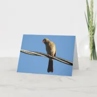 Female Cardinal on a Wire, Bird Photography Card