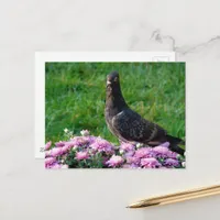 Pigeon and Mums Postcard