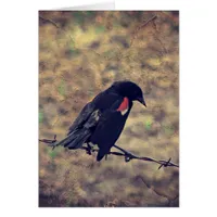 Red Winged Blackbird All Occasions