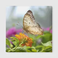 Butterfly and Flower Close-up Photo  Magnet