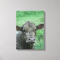Steer Says Hello Canvas Print