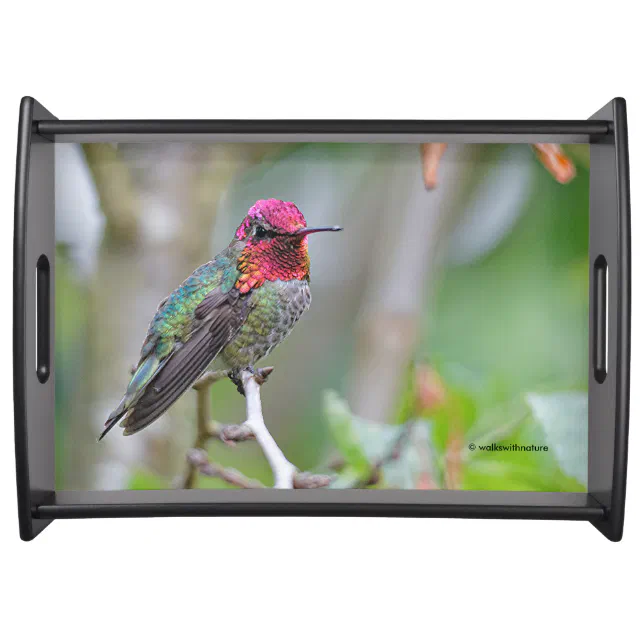 Stunning Male Anna's Hummingbird on the Plum Tree Serving Tray