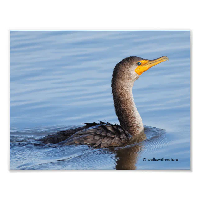 Profile of a Double-Crested Cormorant Photo Print