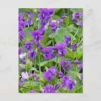 Wisconsin Wood Violets - Customized Postcard