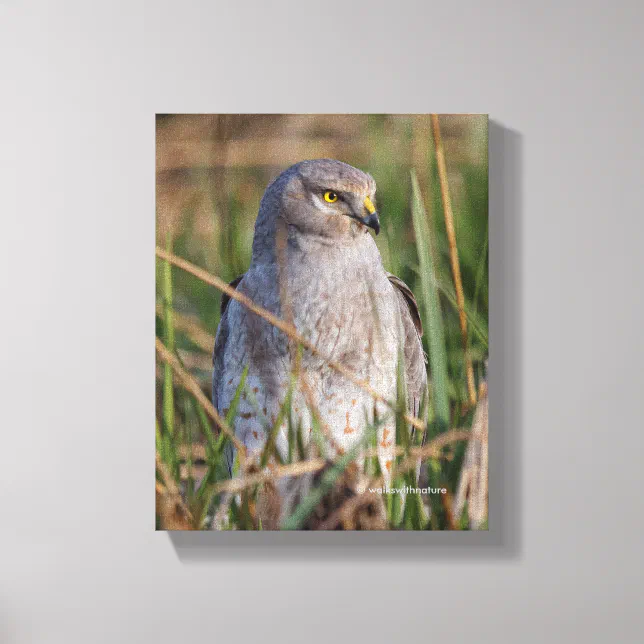 Profile of a Northern Harrier Canvas Print