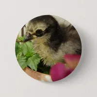 Frizzle Chick in Flowers Button