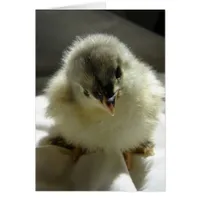Blue Cochin Chick