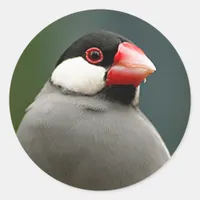 Java Finch Classic Round Sticker