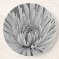 Black and White Spider Mum  Drink Coaster