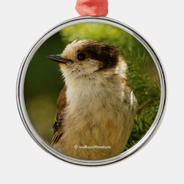 Cute Grey Jay Whiskeyjack Songbird Metal Ornament