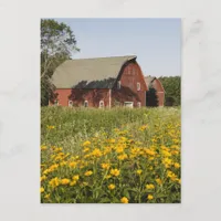 Red Barn with Yellow Wildflowers Postcard