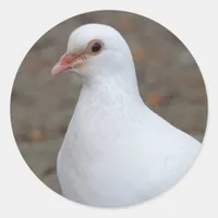Peace Dove on the Pebbles Classic Round Sticker