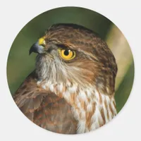 Gorgeous Sharp-Shinned Hawk Comes A-Callin' Classic Round Sticker