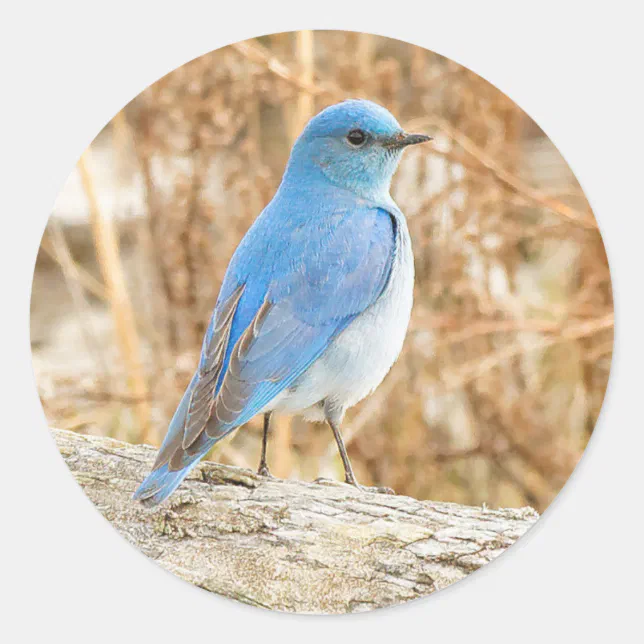 Beautiful Mountain Bluebird Classic Round Sticker