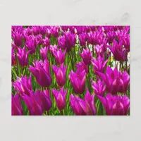 Purple Tulips in Keukenhof, Holland  Wall Postcard