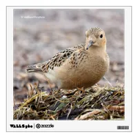 Beautiful Buff-Breasted Sandpiper at the Beach Wall Decal