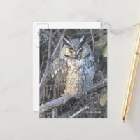 Beautiful Long-Eared Owl Bird of Prey at Sunset Postcard