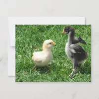 Two Chicks Slight Disagreement Postcard