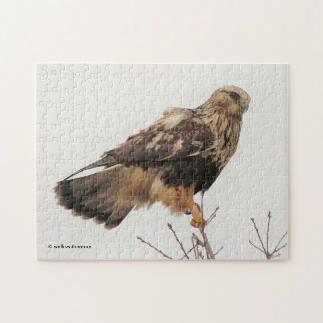 Rough-Legged Hawk in the Tree Jigsaw Puzzle