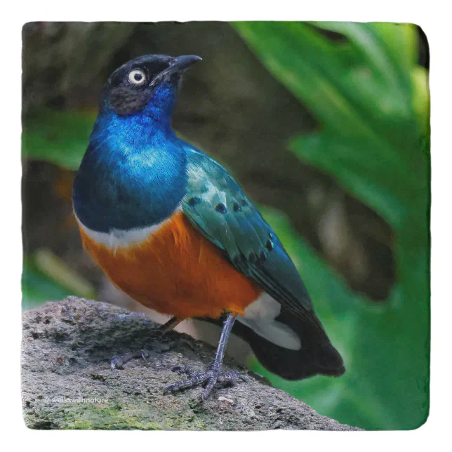 Stunning African Superb Starling on the Rocks Trivet