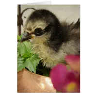 Frizzle Chick All Occasion Blank Greeting Cards