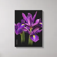 Dutch Iris Purple Sensation Canvas Print