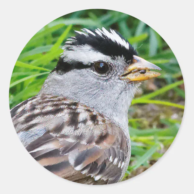 Beautiful White-Crowned Sparrow in the Grass Classic Round Sticker