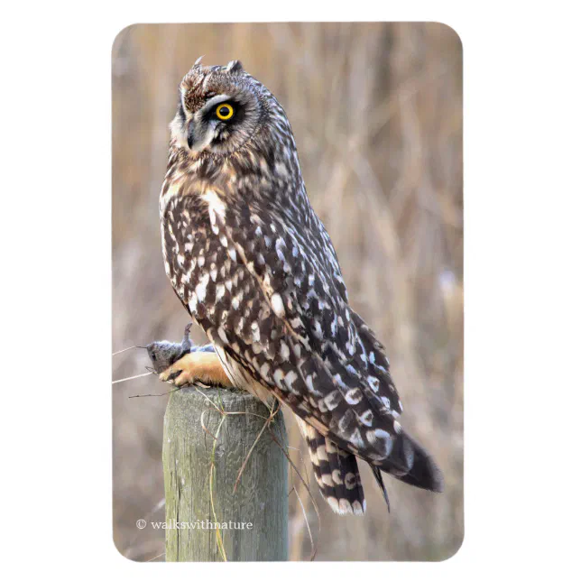 Short-Eared Owl with Vole Magnet